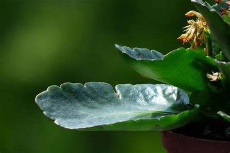 Planta kalanchoe cuidados y para qué sirve Guía completa con vídeo