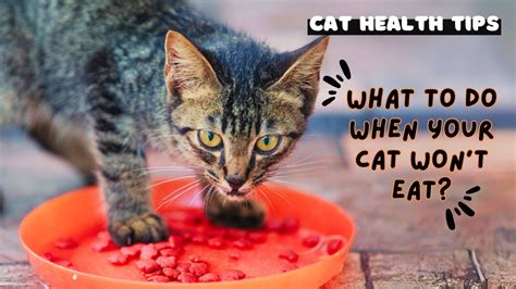 What To Do When Your Cat Wont Eat Cat Health Tips Youtube