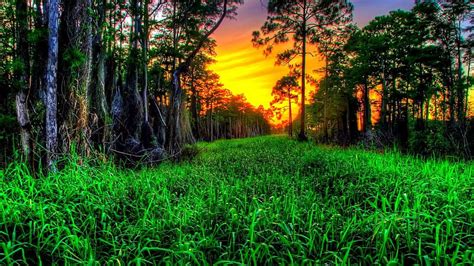 Beautiful Green Sunset R Forest Green Grass Nature Sunset Trees