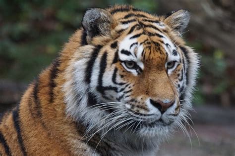 Free Images : wildlife, zoo, predator, fauna, whiskers, tiger ...