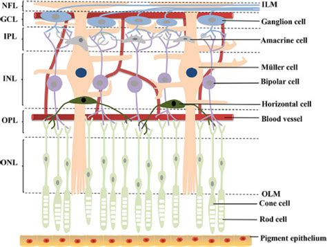 Biochemistry Of The Eye Color Vision Flashcards Quizlet