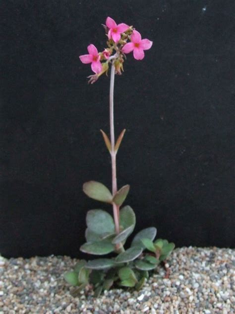 Photo Kalanchoe Rotundifolia Kalanchoe Album Cok Grootscholten