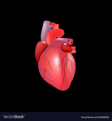 Realistic Human Heart Isolated On Black Background