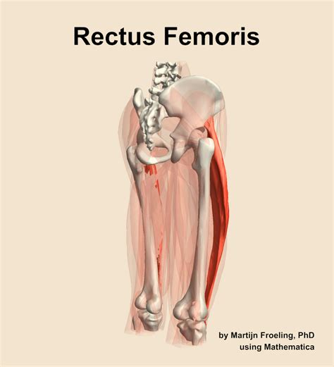 The Rectus Femoris Muscle Of The Thigh