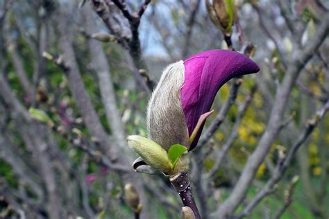 Magnolia Rosado Flores Foto Gratis En Pixabay Pixabay