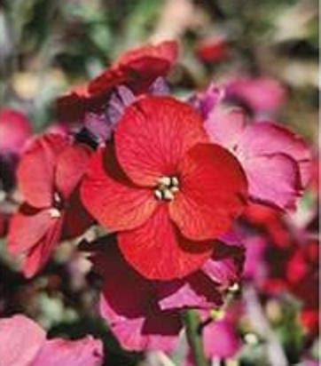 Erysimum Colour Vibe Red Perennial Wallflower Pack X Large Plug Plants