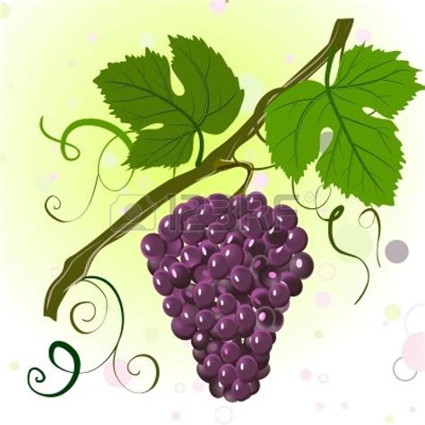 Grape Branch Clipart 20 Free Cliparts Download Images On Clipground 2024