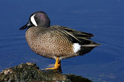 Ducks In Pennsylvania A Guide To Which Species To Spot