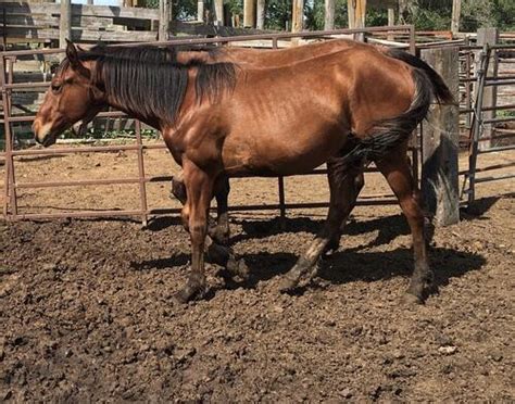 AQHA Yearling Bay Colt Timber Lake SD