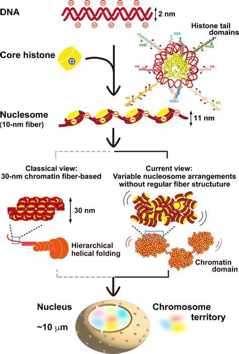 Nucleosome Structure Of Chromatin