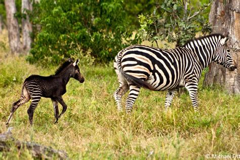 A black baby zebra - Africa Geographic