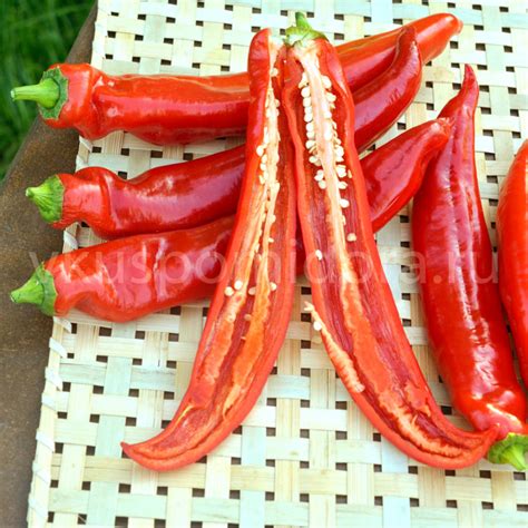Купить семена перца острого сорта Халапеньо Чернобыль (Jalapeno Chernobyl)