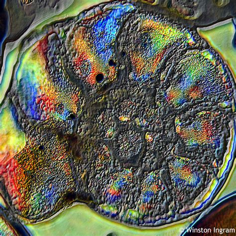 Microscopy Foraminifera | Microbus Microscope Educational Website