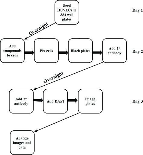 Schematic Representation Of Nf Kb Nuclear Translocation Assay