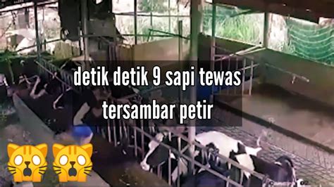 TRAGIS 9 EKOR SAPI MATI TERSAMBAR PETIR YouTube