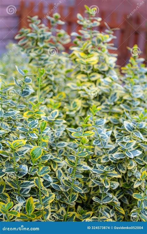 Wintercreeper Or Euonymus Fortunei Evergreen Shrub Plant With Green To