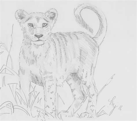 "Lion cub pencil drawing" Photographic Print by MikeJory | Redbubble