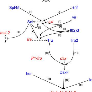 The Drosophila Sex Determination Hierarchy In Females Transcripts Are