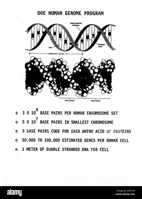 Human Genome Project Chart A Visual Reference Of Charts Chart Master