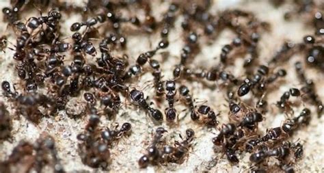 How Many Ants Live On Earth Wordlesstech