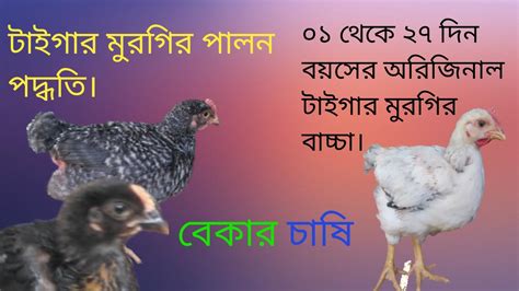 ০১ থেকে ২৭ দিন বয়স এর টাইগার মুরগির বাচ্চা । টাইগার মুরগি পালন । Youtube