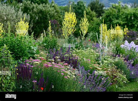 Mixed Bedborderperennialssalviayarrowverbascumozothamnus