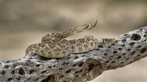 What’s Inside a Rattlesnake’s Rattle? - AAAC Wildlife Removal