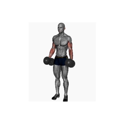 Hammer dumbbell curls instructions - BP Training and Coaching