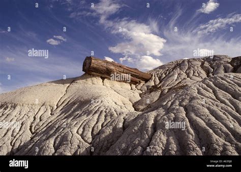 Fossils on landscape, Petrified Forest National Park, Arizona, USA ...