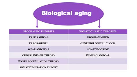 Theories Of Aging Ppt