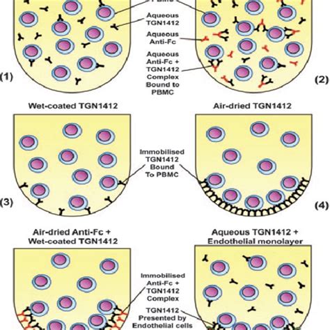illustrate  binding site   ligands cd    cd