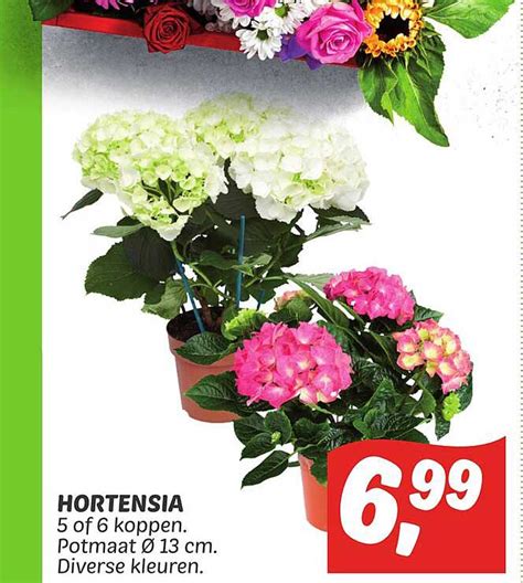 Hortensia Aanbieding Bij Dekamarkt Folders Nl