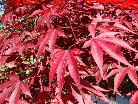 Japanese Purple Maple Tree 15 20cm Tall Acer Palmatum Atropurpureum Plant Ebay