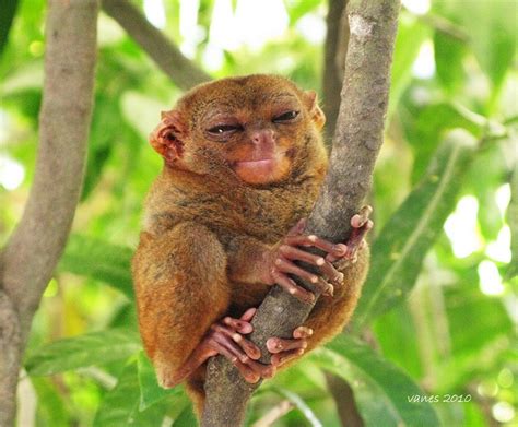 Smiling Tarsier These Animals Are Found On The Siau Island Tarsier