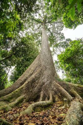 National tree of Malaysia | Symbol Hunt