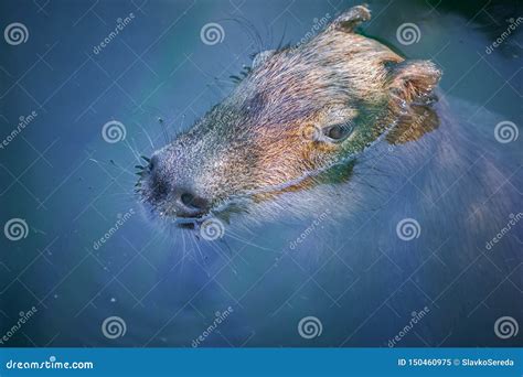 Capybara in the water stock image. Image of swimming - 150460975