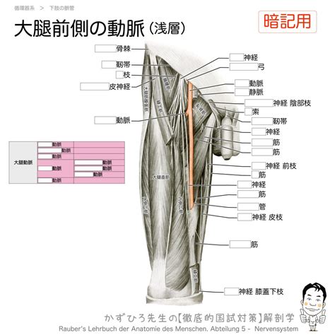 大腿部の動脈大腿動脈大腿深動脈と膝窩動脈 徹底的解剖学かずひろ先生 解剖学