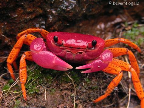 Colourful Crab Id Please Photo Colorful Crabs Crabs Animal Crab