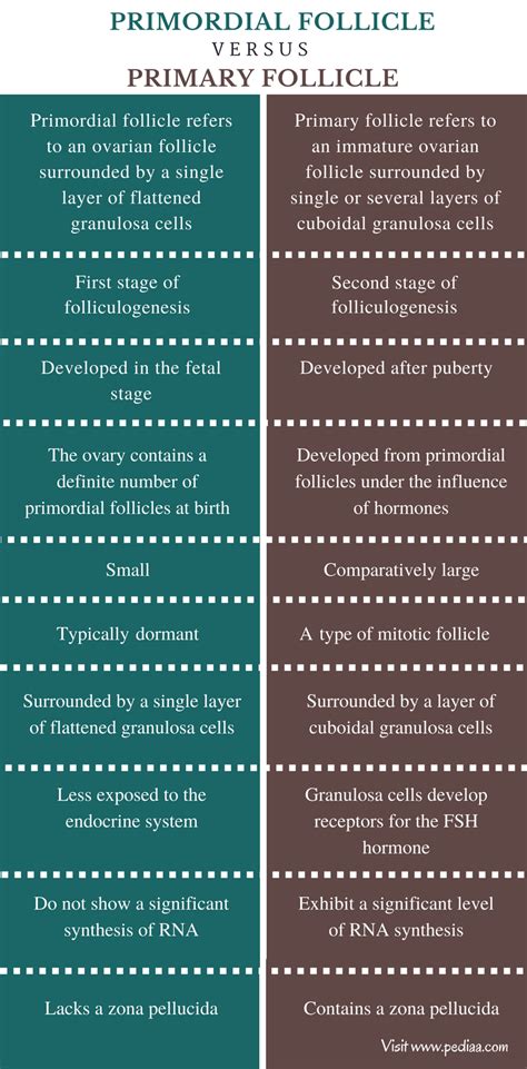 Difference Between Primordial Follicle and Primary Follicle ...