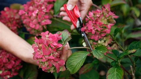 Comment faire sécher les fleurs d hortensia 4 conseils pour conserver