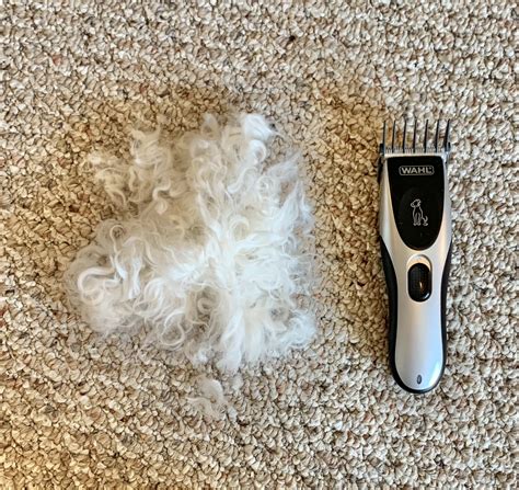 Grooming at Home | Latinas and Dogs