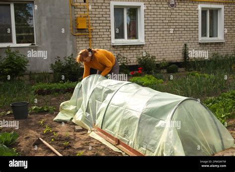 Low Tunnel Greenhouse Female Hands Holding Stretching New Polythene