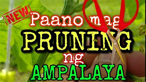 Paano Mag Pruning Ng Ampalaya Youtube