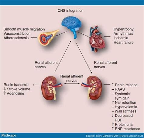 Renal Sympathetic Denervation Indications Contemporary Devices Page 3