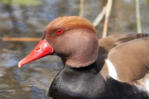 Ente Schnabel Rot Kostenloses Foto Auf Pixabay Pixabay