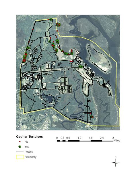 Distribution of gopher tortoise burrows occupied by gopher tortoises ...