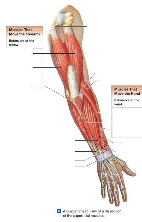 Arm And Forearm Superficial Posterior View Diagram Quizlet