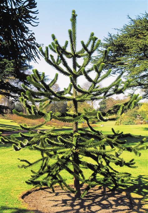The mystery behind the monkey puzzle tree in Hartford is solved. And