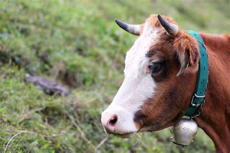 Cow head stock image. Image of eating, agro, domesticated - 258791129