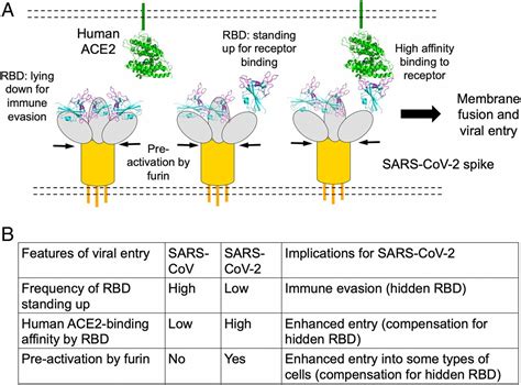 Cell Entry Mechanisms Of SARS CoV 2 PNAS